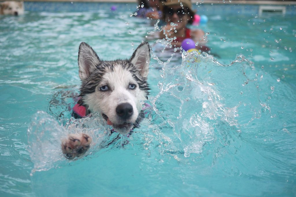 dog swimming